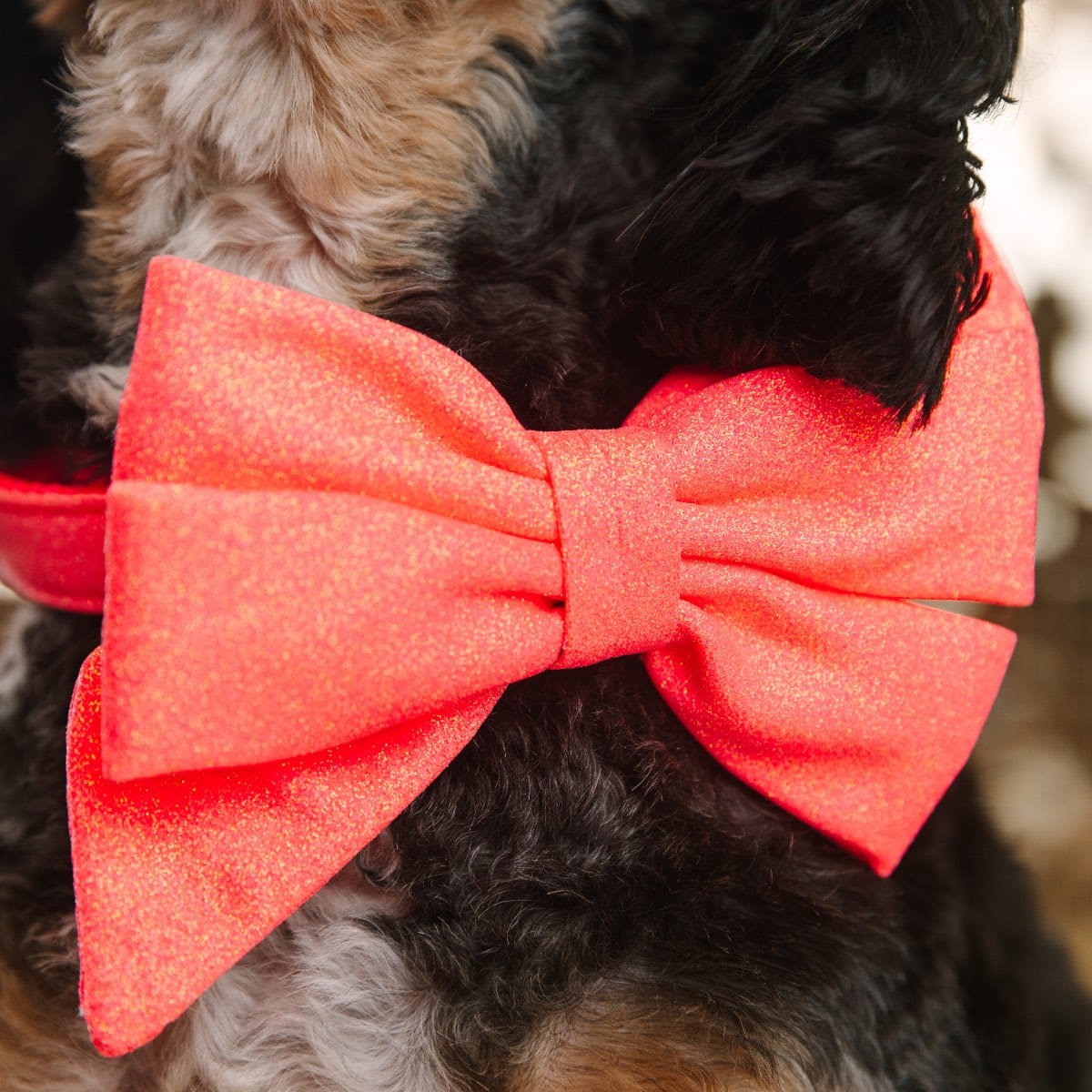 Ambrose dog babe bow — additional photo 4