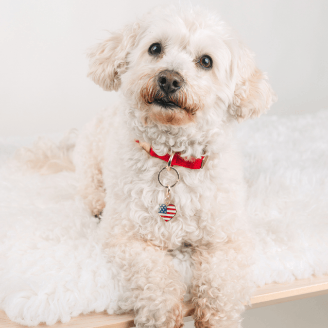 American Heart Dog Collar Charm — additional photo 2
