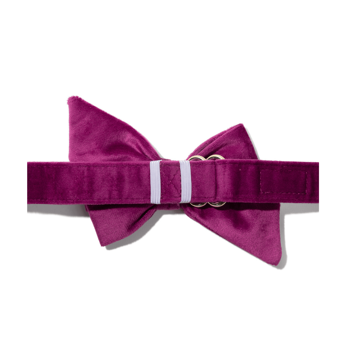 August dog babe bow — additional photo 2