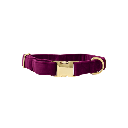 August dog collar — additional photo 2