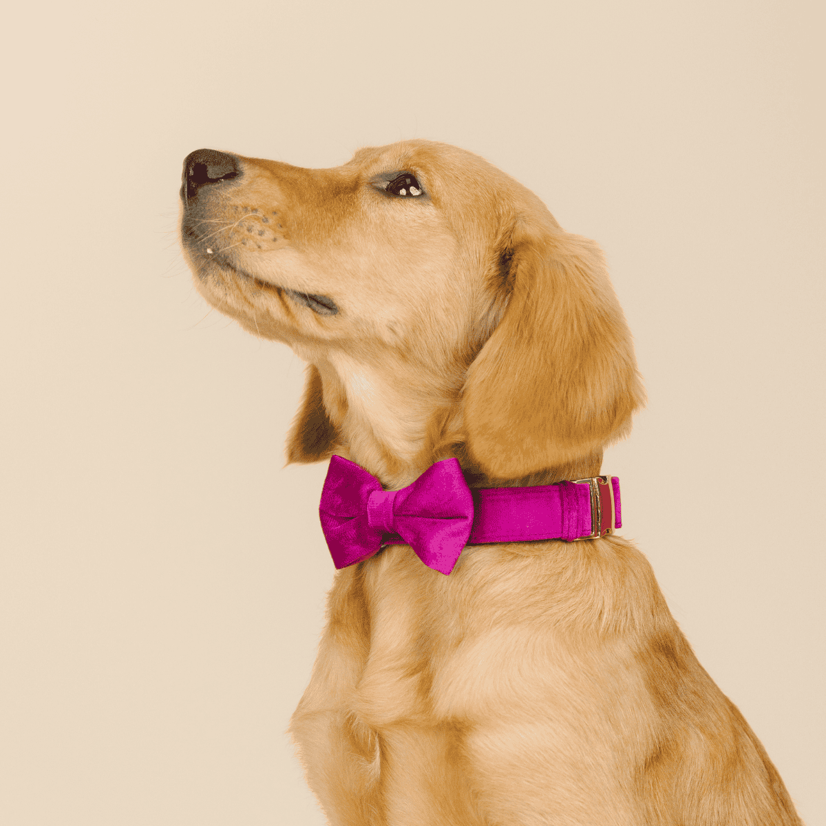 August dog bow tie — additional photo 3