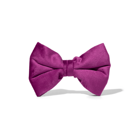 August – Purple Dog Bow Tie for Any Collar, S & L