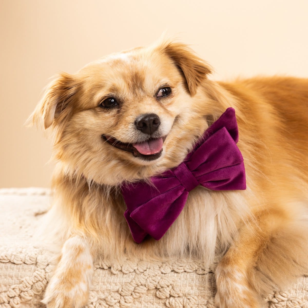 August dog babe bow — additional photo 3