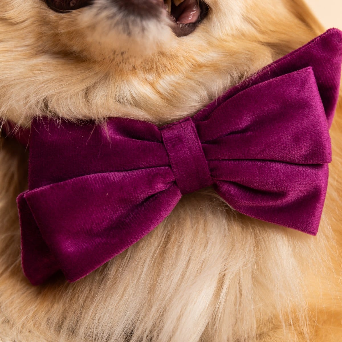August dog babe bow — additional photo 4