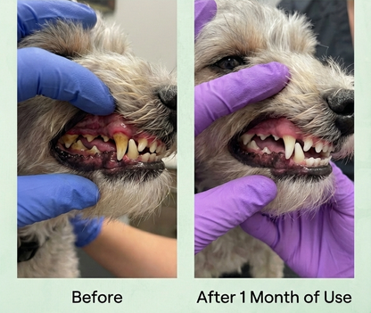 Dental Powder for Dogs