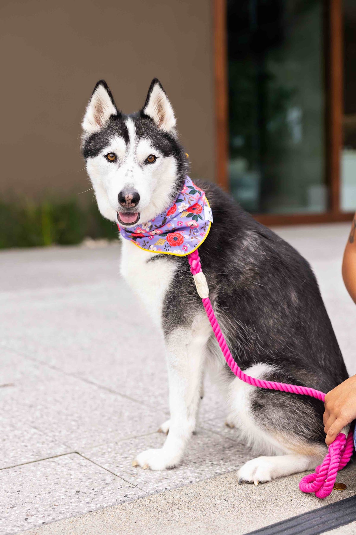 Vera dog bandana — additional photo 3