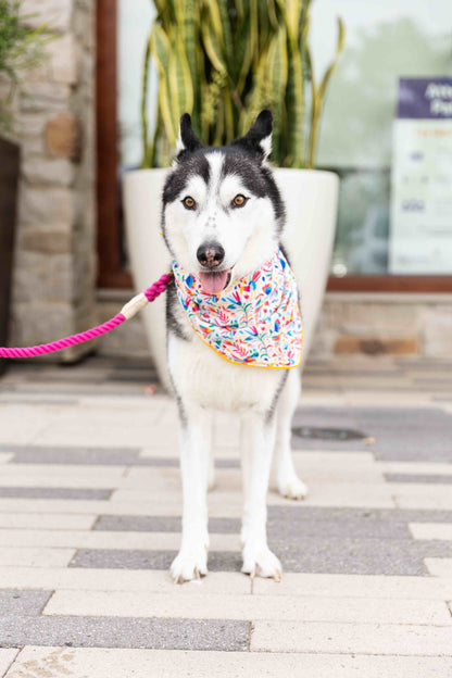Yesenia dog bandana — additional photo 2