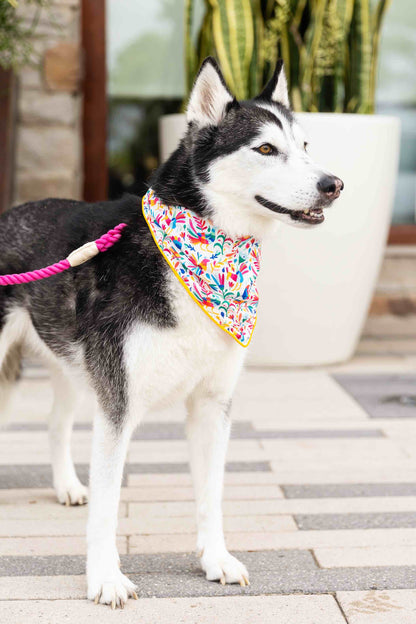 Yesenia dog bandana — additional photo 3