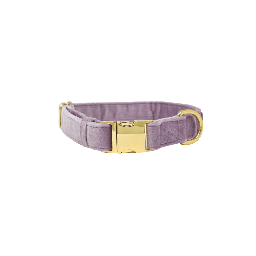 Billie dog collar — additional photo 2