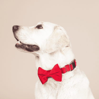 Blaze dog bow tie — additional photo 3