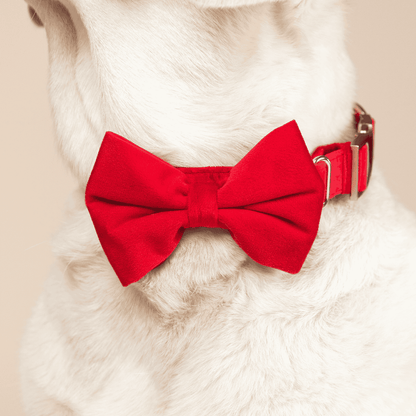 Blaze dog bow tie — additional photo 4