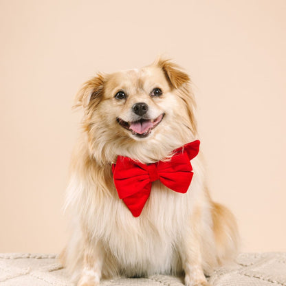 Blaze dog babe bow — additional photo 3