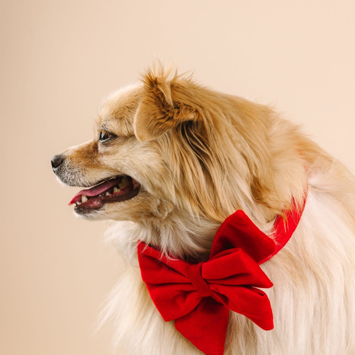 Blaze dog babe bow — additional photo 4