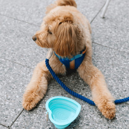 Aqua Heart Collapsible Dog Bowl — additional photo 4
