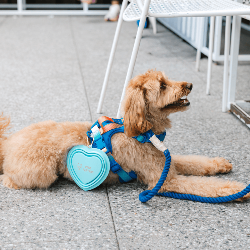 Aqua Heart Collapsible Dog Bowl — additional photo 6