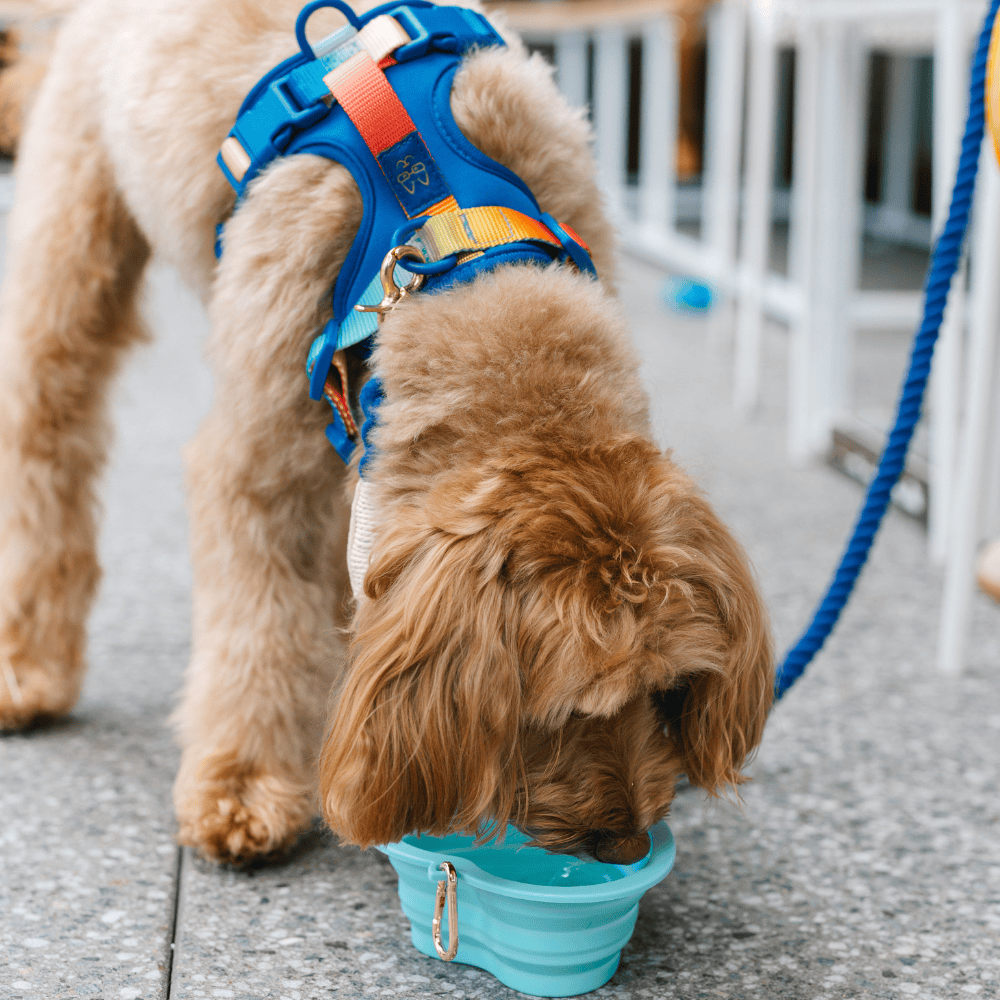 Aqua Heart Collapsible Dog Bowl — additional photo 5
