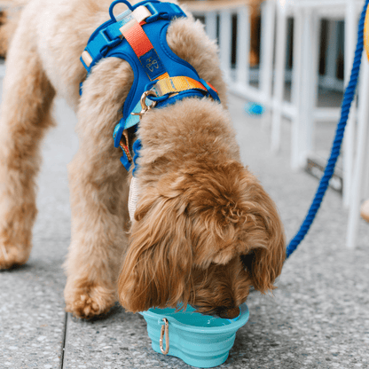 Aqua Heart Collapsible Dog Bowl — additional photo 5