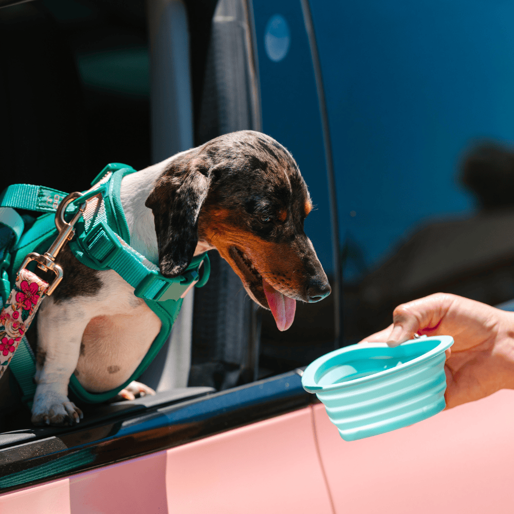 Aqua Heart Collapsible Dog Bowl — additional photo 7