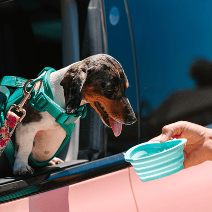 Aqua Heart Collapsible Dog Bowl — additional photo 7