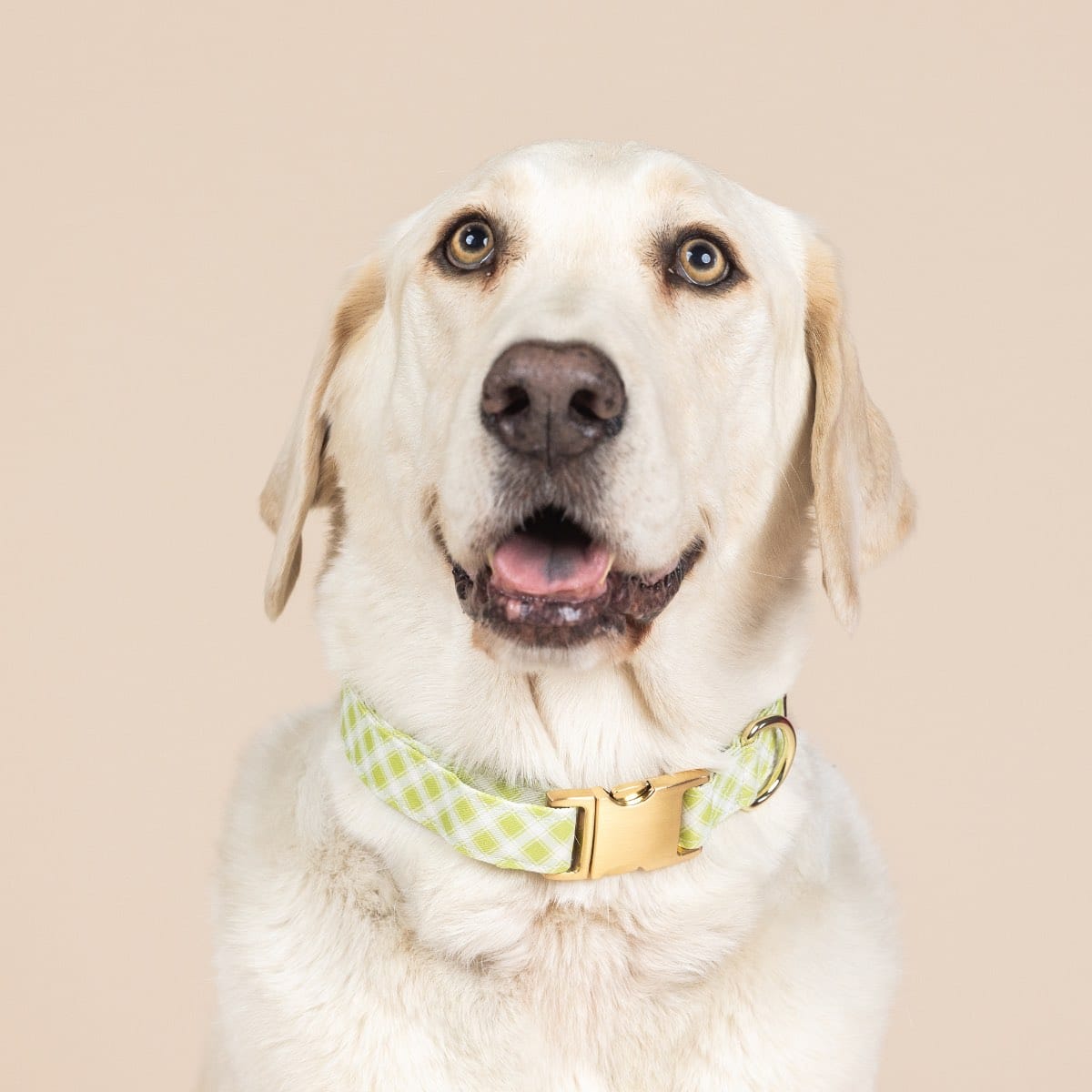 Bryce dog collar — additional photo 3