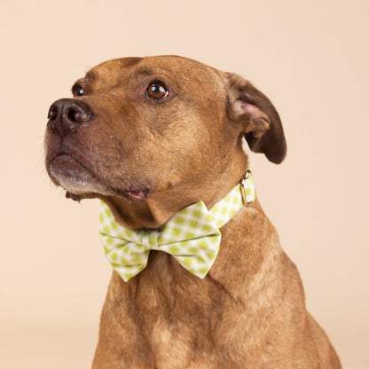 Bryce dog bow tie — additional photo 3