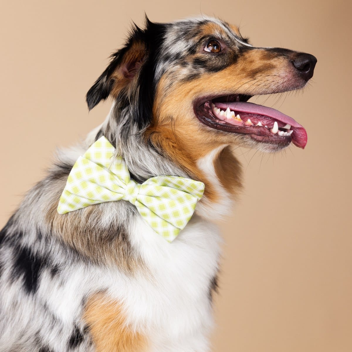 Bryce dog babe bow — additional photo 3
