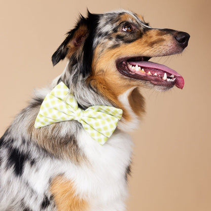 Bryce dog babe bow — additional photo 3