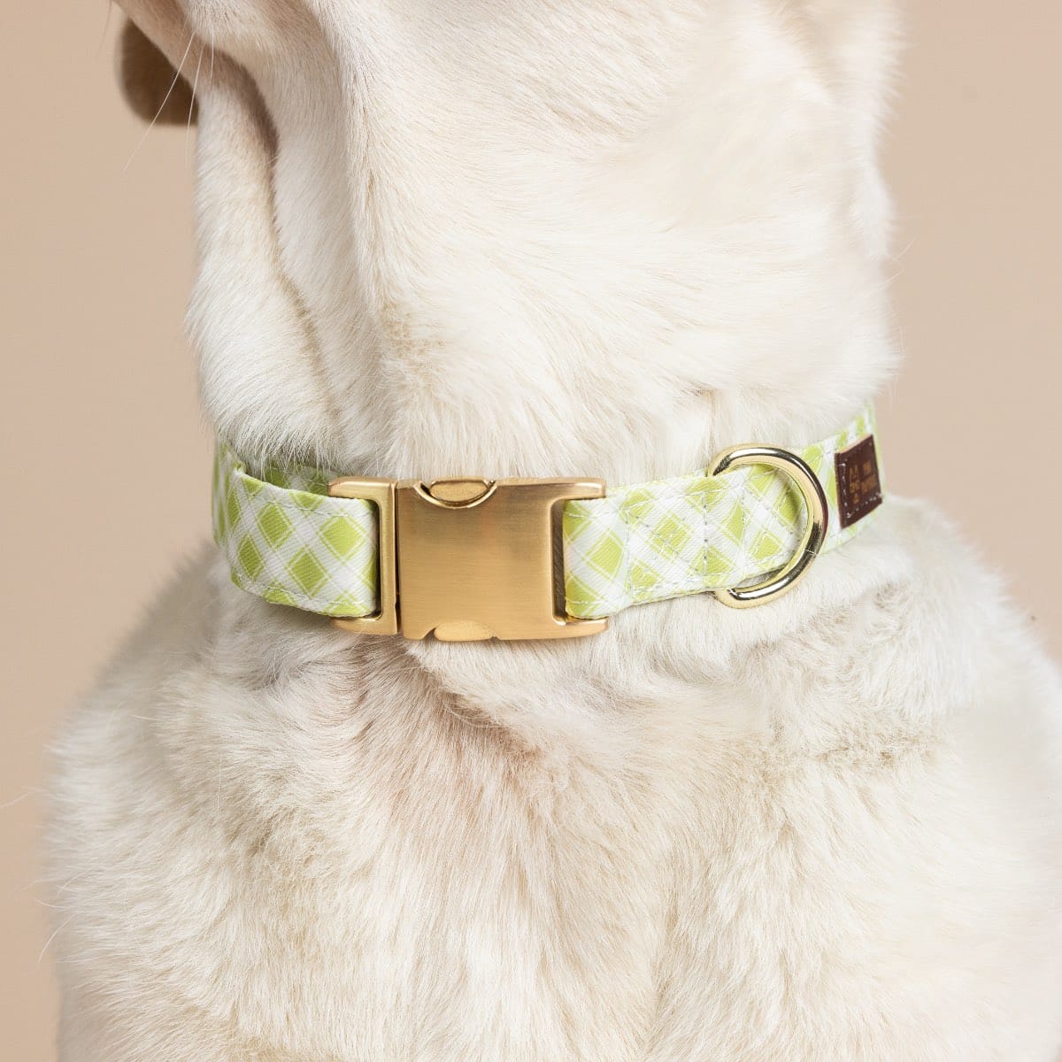 Bryce dog collar — additional photo 4