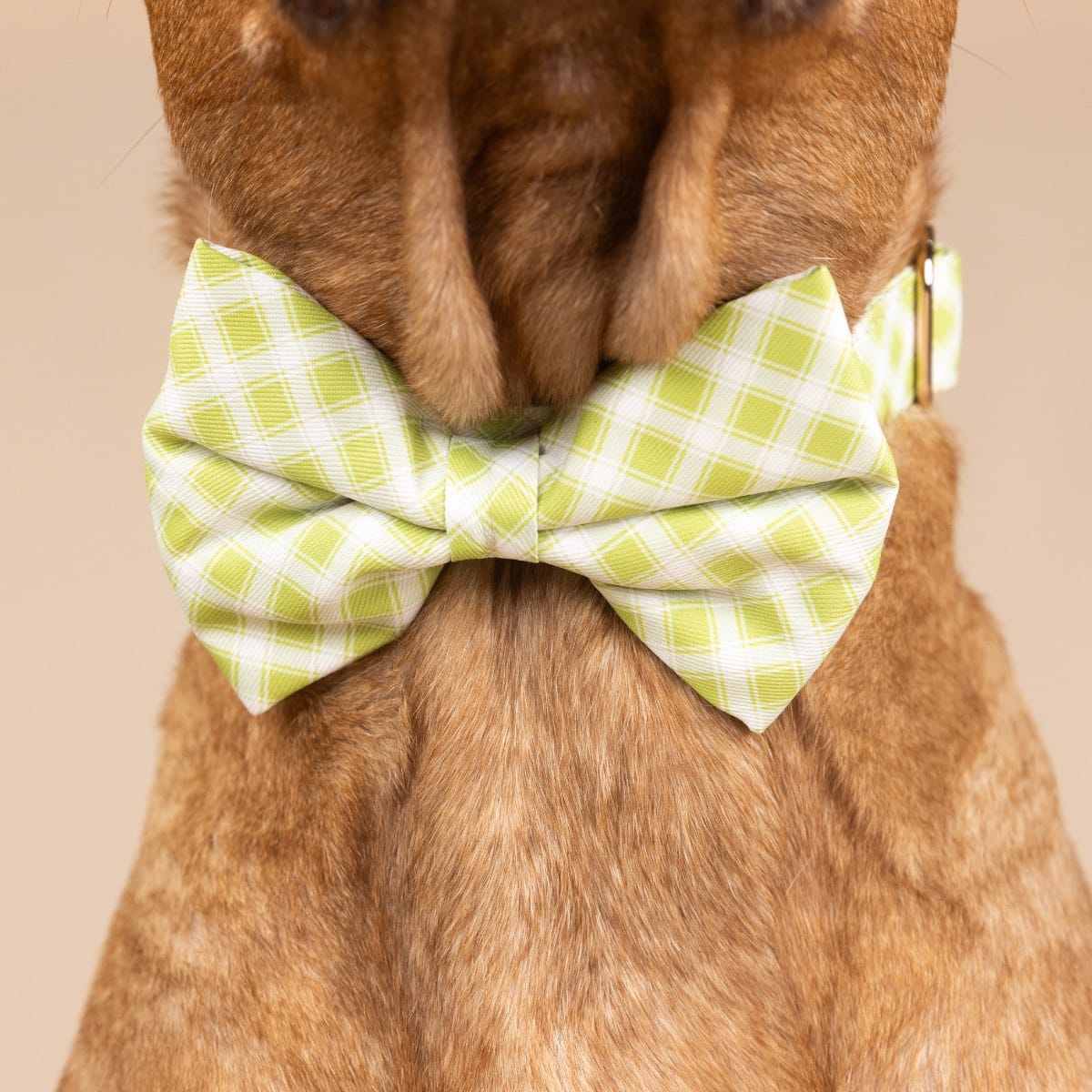 Bryce dog bow tie — additional photo 4