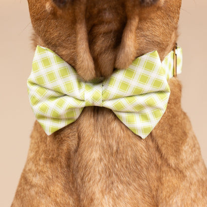 Bryce dog bow tie — additional photo 4