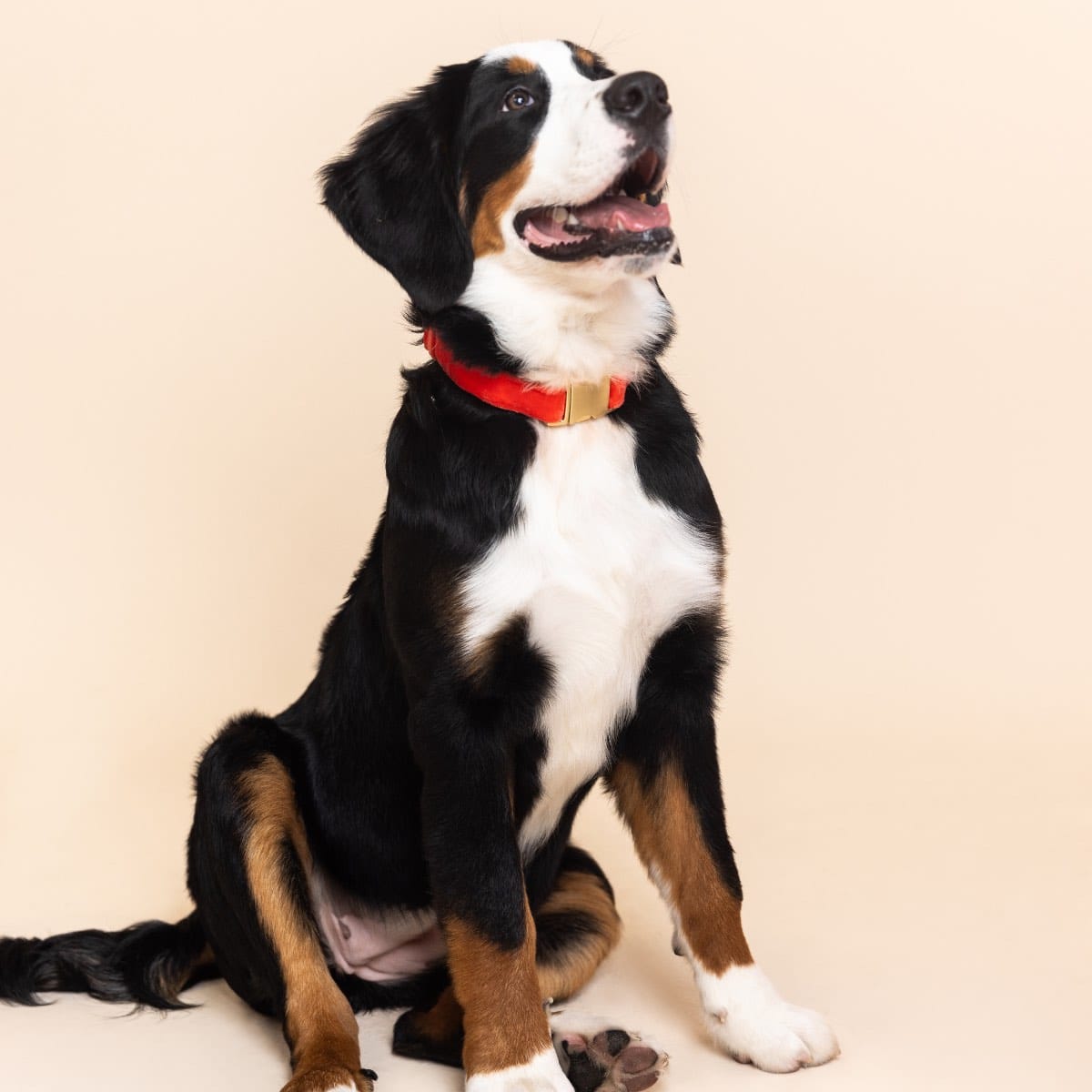 Suki dog collar — additional photo 3