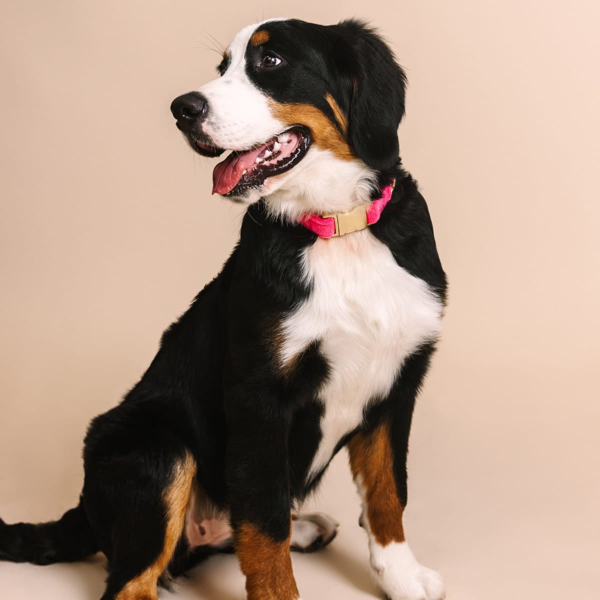 Valentina dog collar — additional photo 3