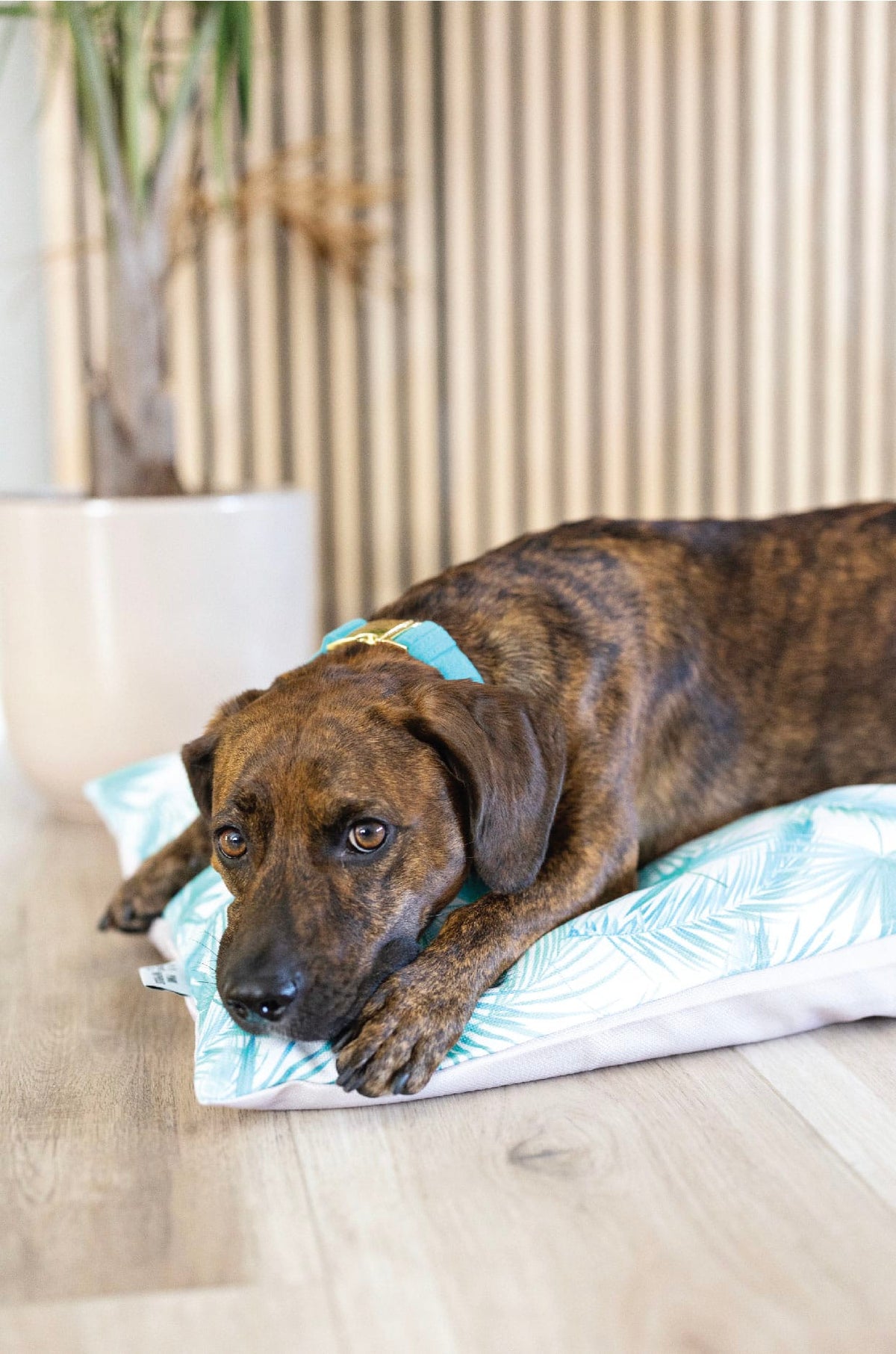 Capri dog bed — additional photo 4