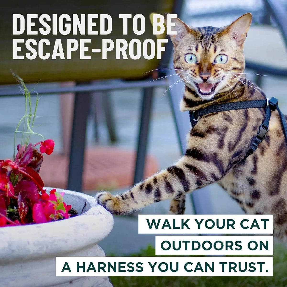 Escape-Proof Cat Walking Harness and Leash Set