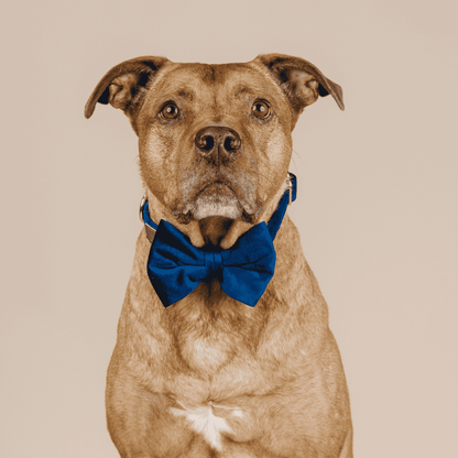 Channing dog bow tie — additional photo 3