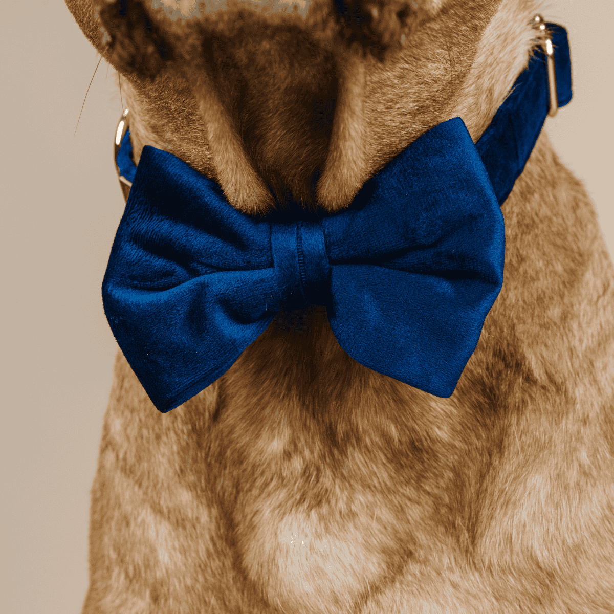 Channing dog bow tie — additional photo 4