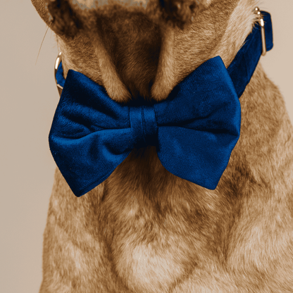 Channing dog bow tie — additional photo 4
