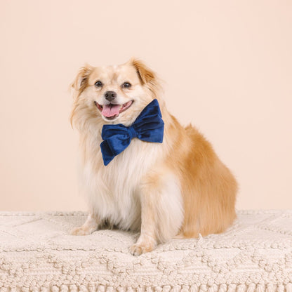 Channing dog babe bow — additional photo 3