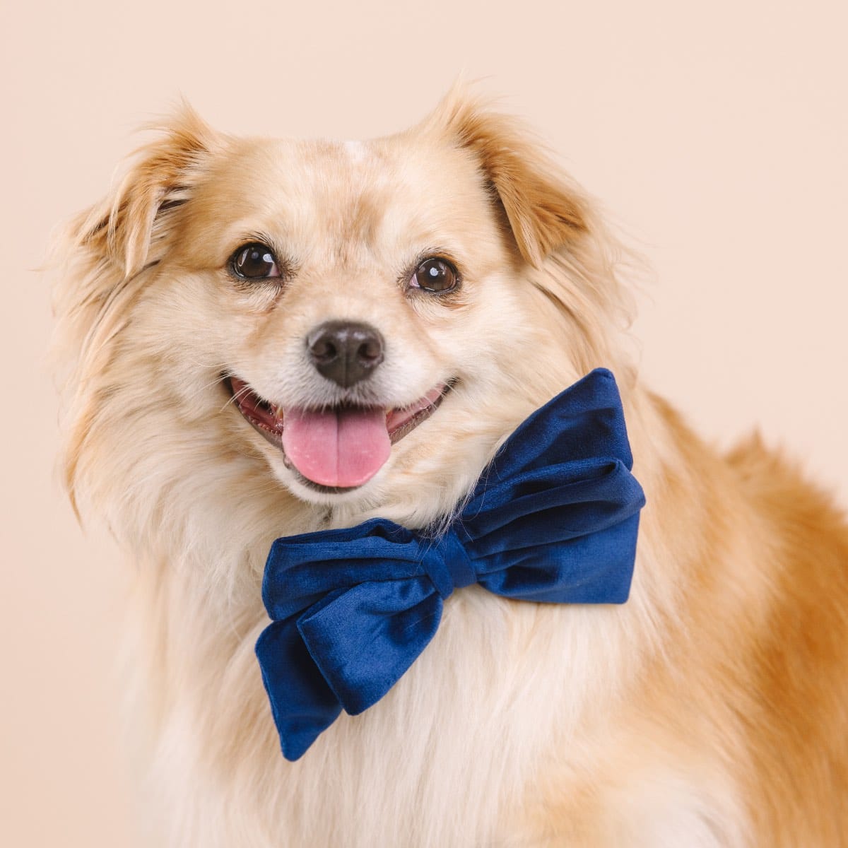 Channing dog babe bow — additional photo 4