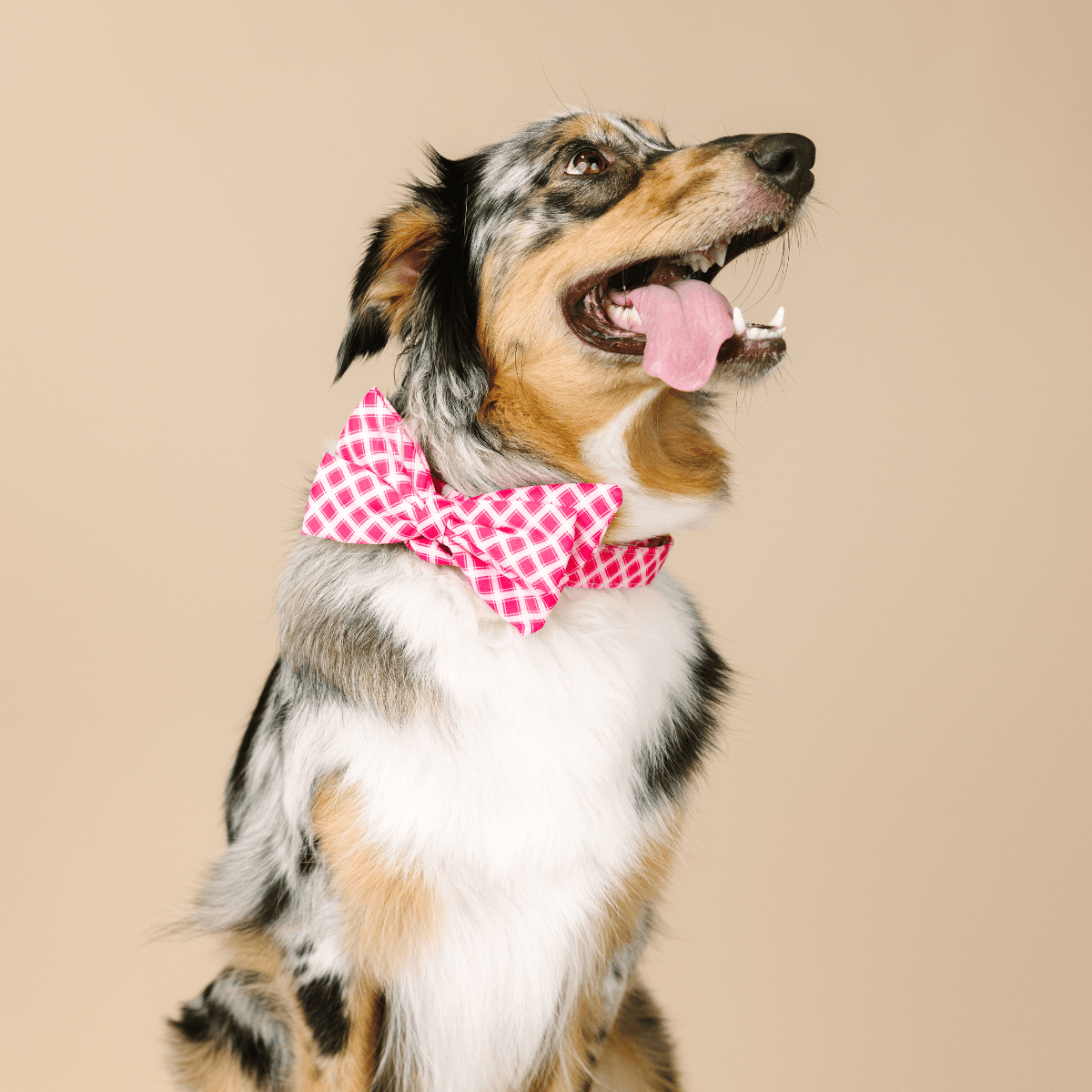 Chrishell dog babe bow — additional photo 3