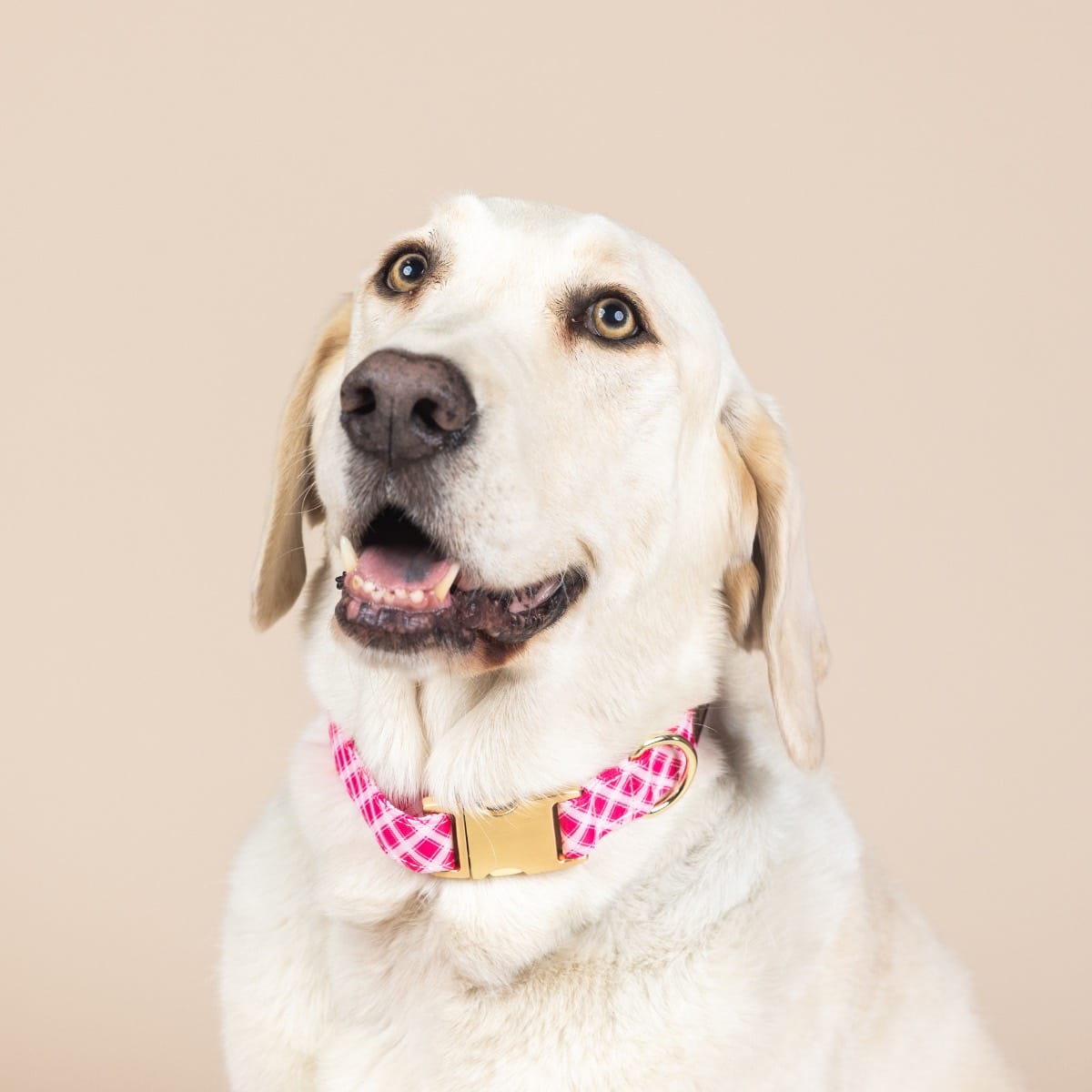 Chrishell dog collar — additional photo 3