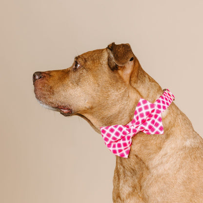 Chrishell dog bow tie — additional photo 3