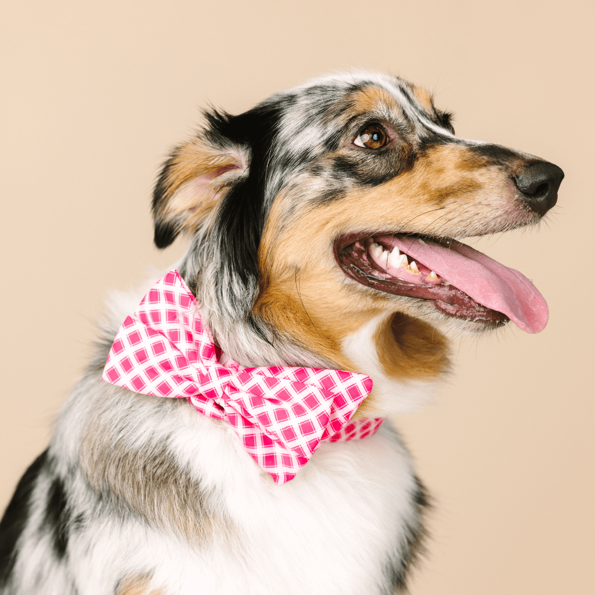 Chrishell dog babe bow — additional photo 4