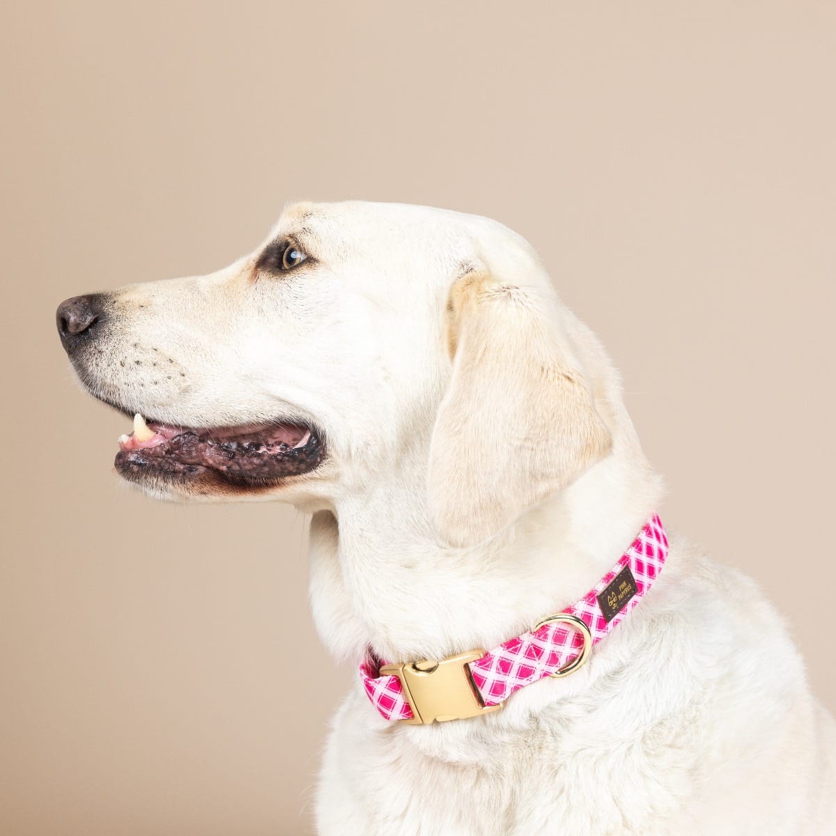 Chrishell dog collar — additional photo 4