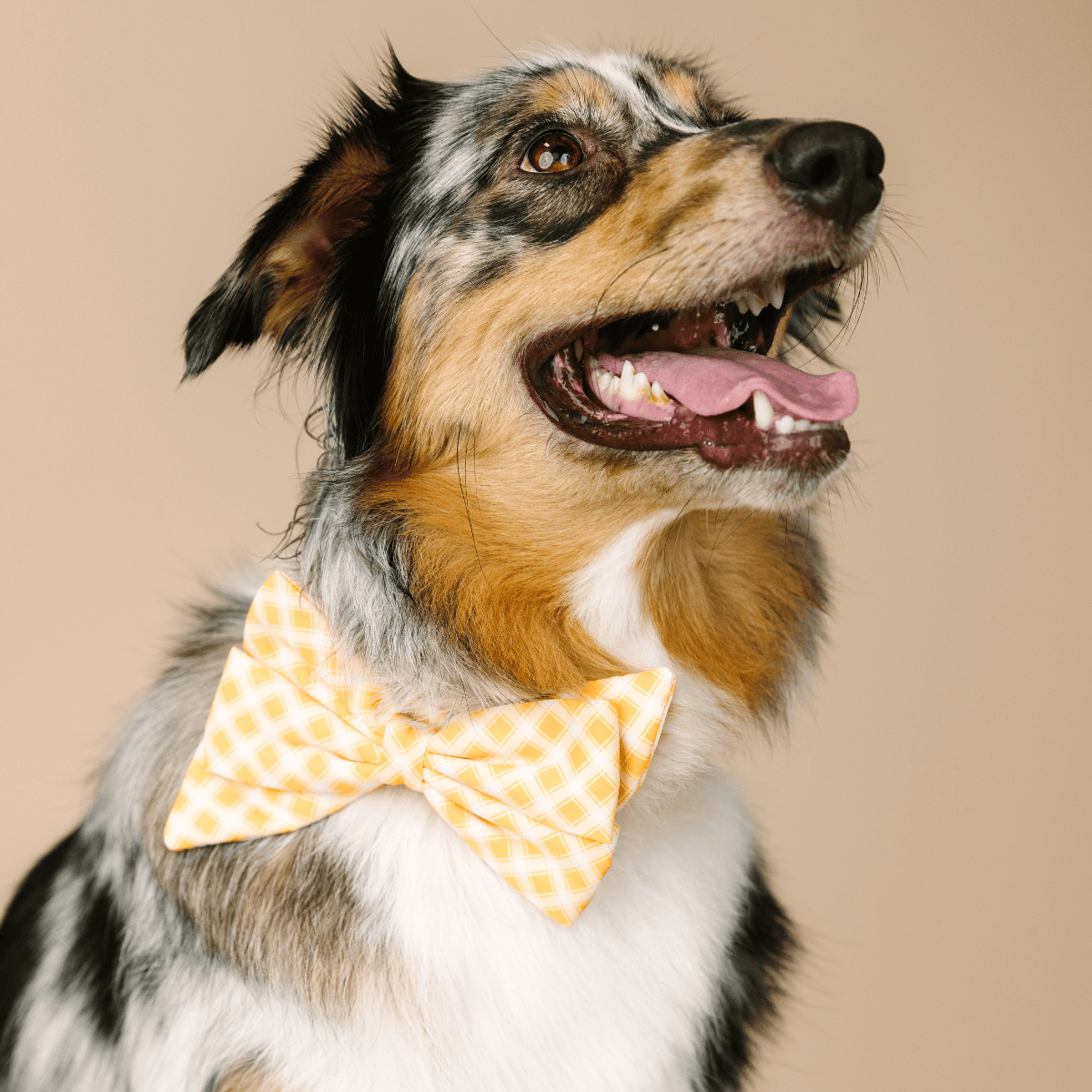 Daisy dog babe bow — additional photo 3