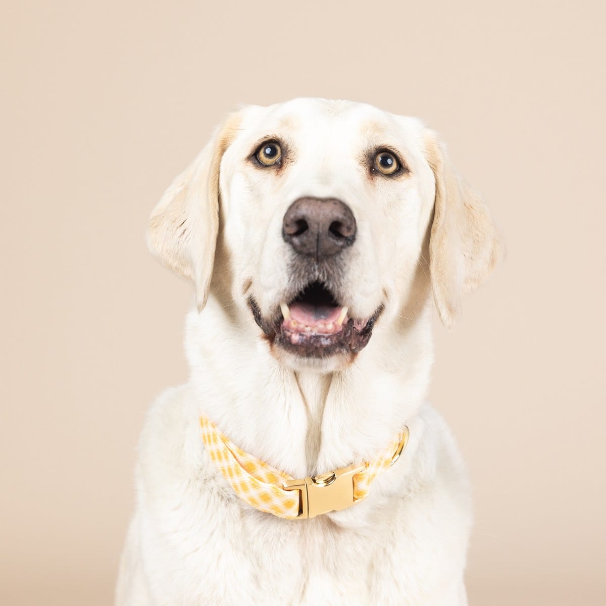 Daisy dog collar — additional photo 3