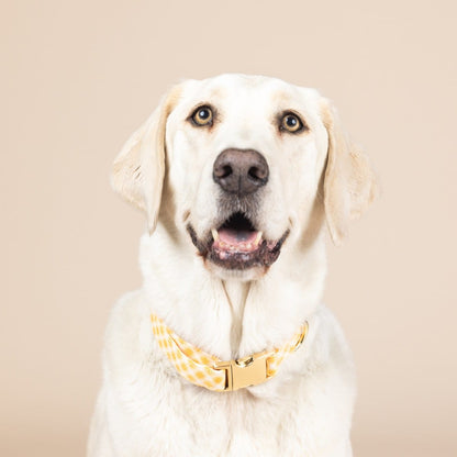 Daisy dog collar — additional photo 3