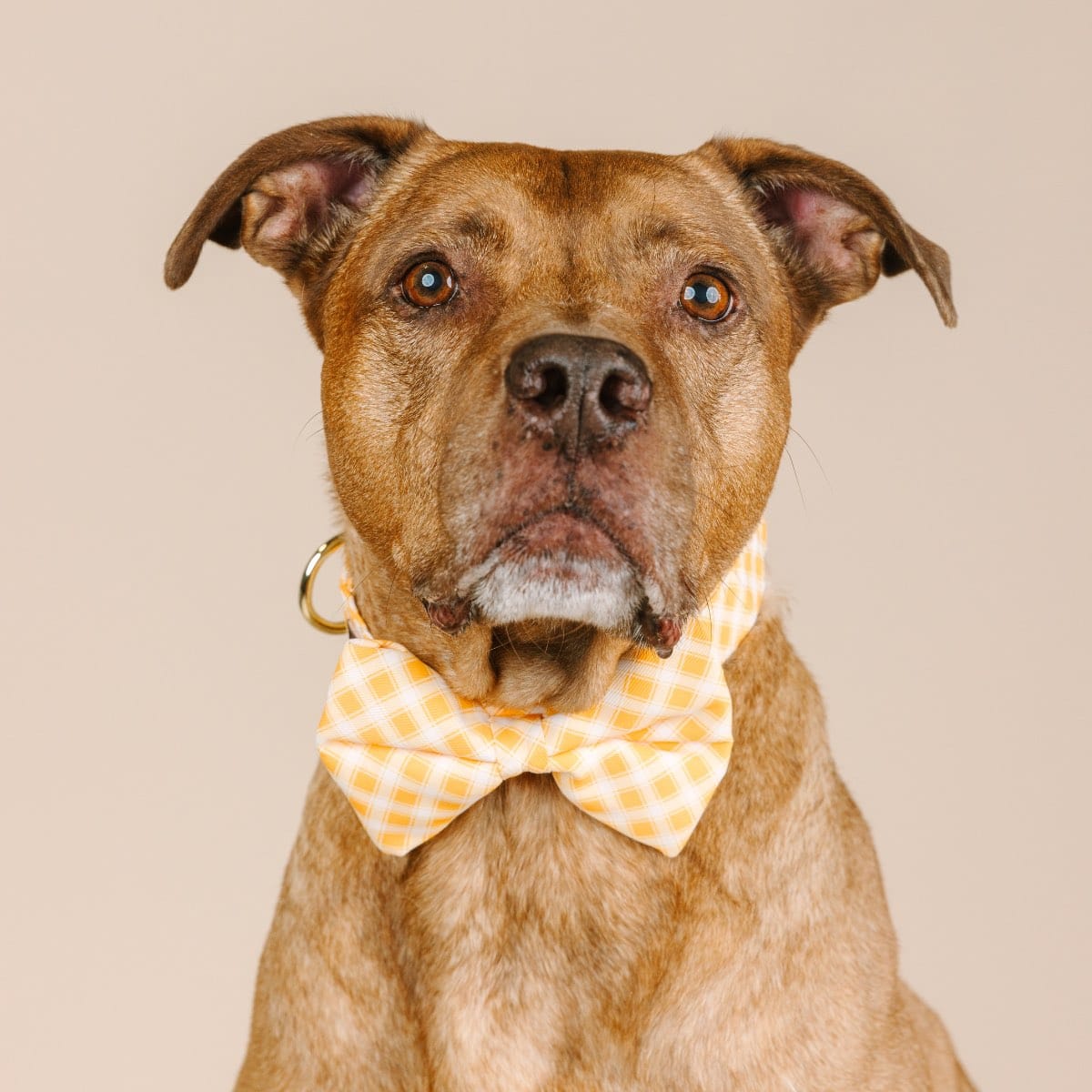 Daisy dog bow tie — additional photo 3