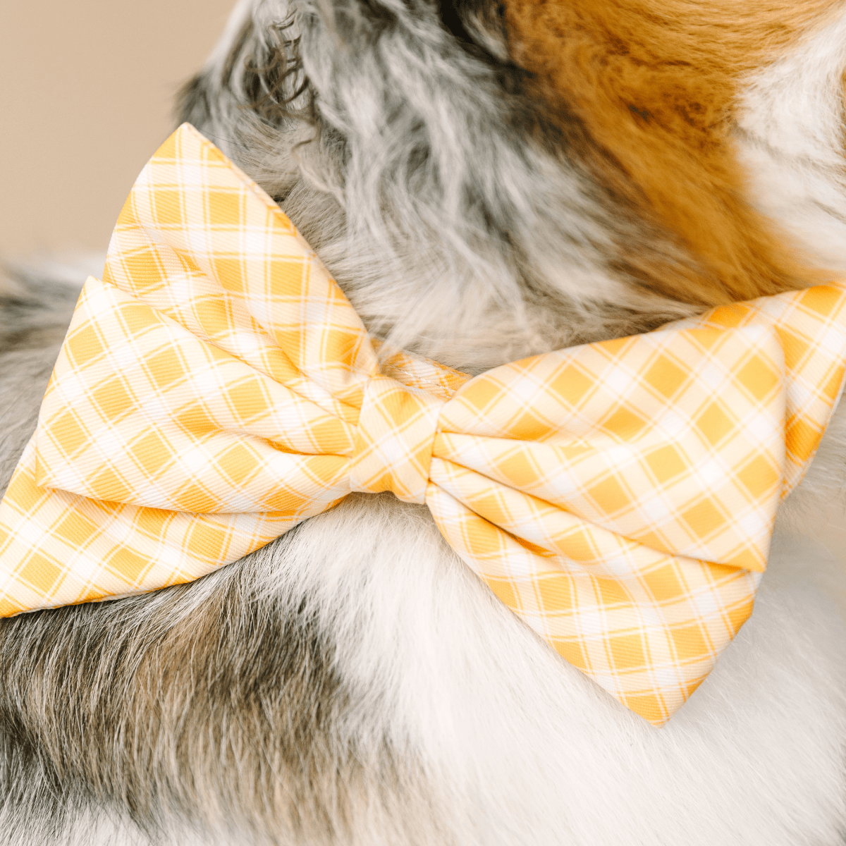 Daisy dog babe bow — additional photo 4