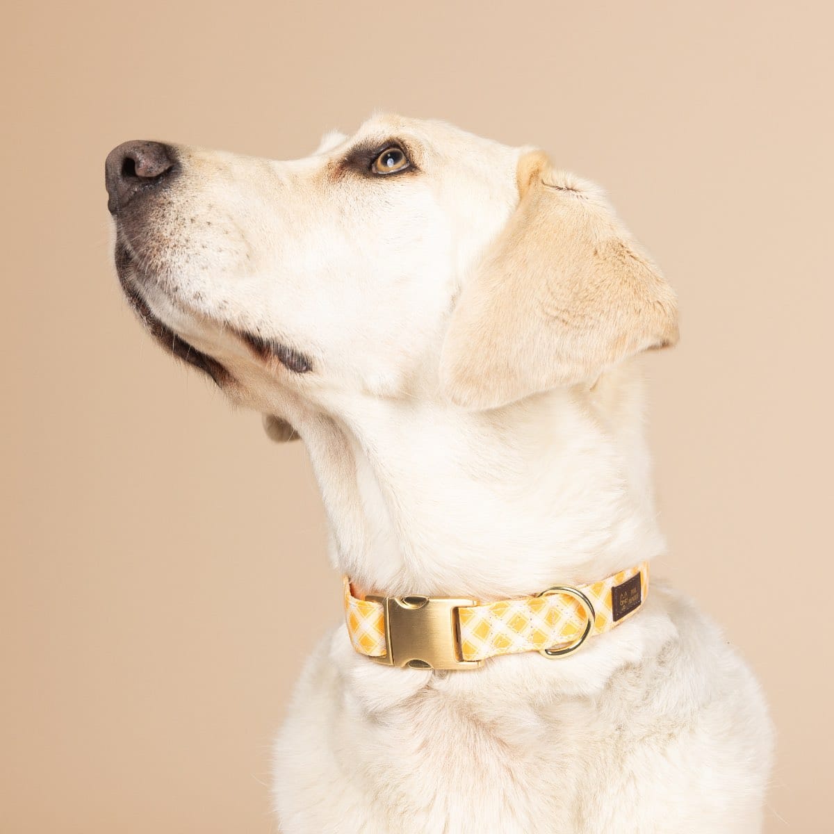 Daisy dog collar — additional photo 4